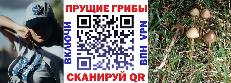 Галлюциногенные грибы Psilocybe  блэк спрут   Михайловск  закладка 